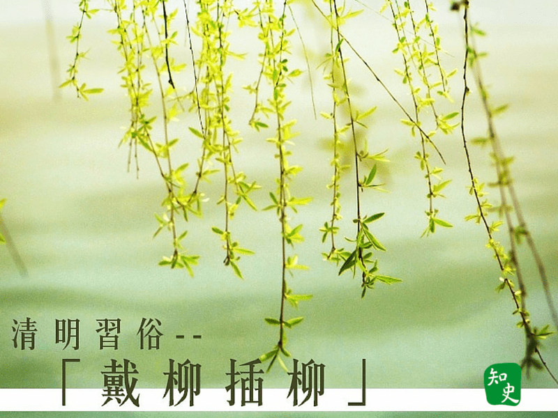 14.09 清明习俗-「戴柳插柳」|细说清明