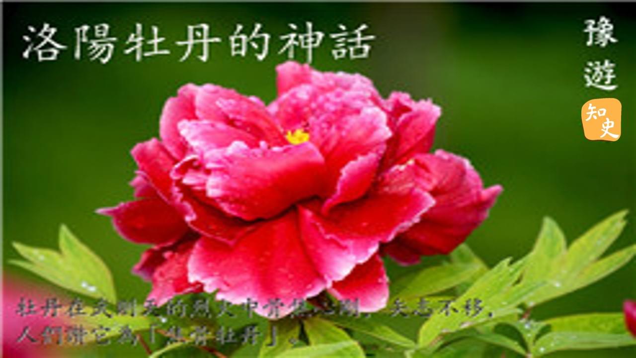 洛陽牡丹的神話｜豫遊中原