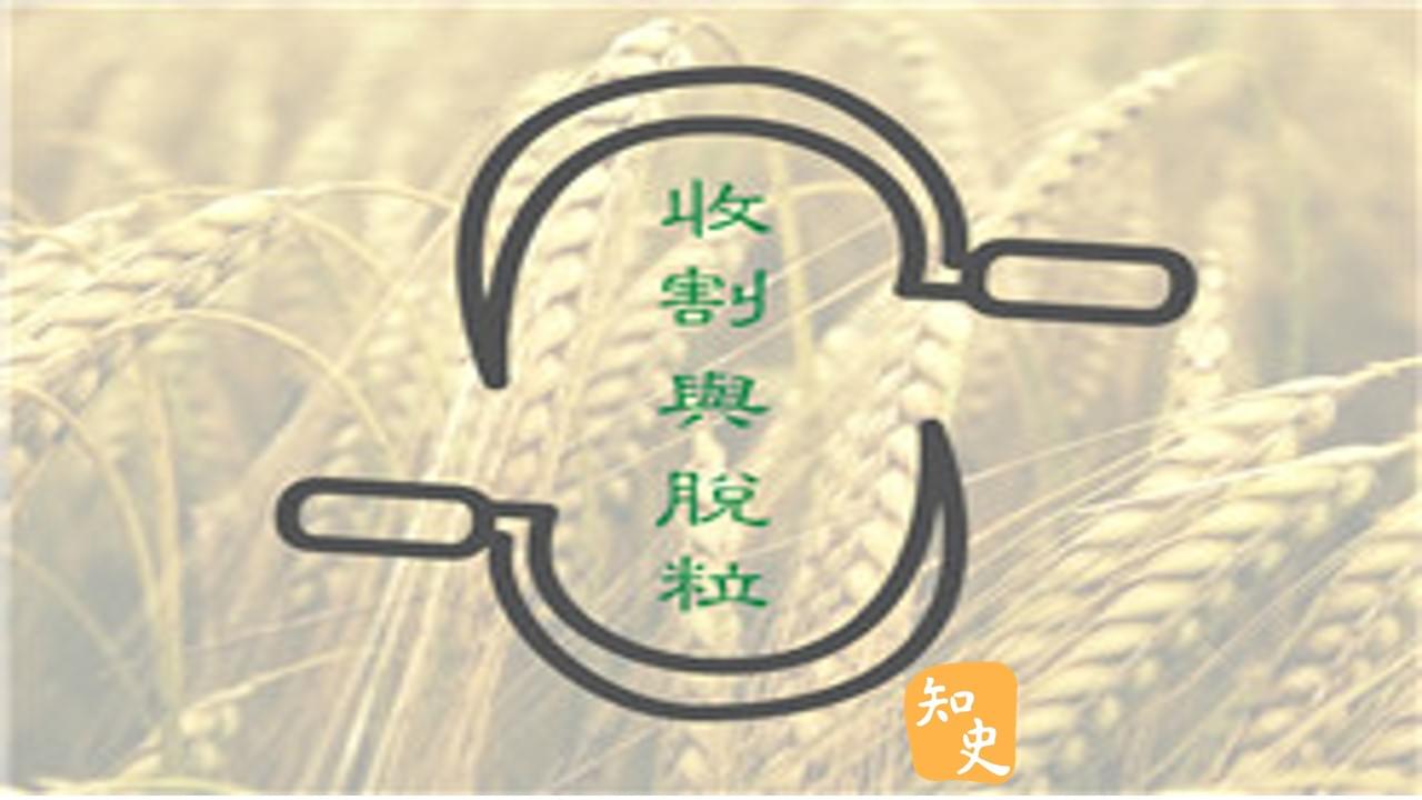 彎月收割、木杖脫粒｜五穀豐登